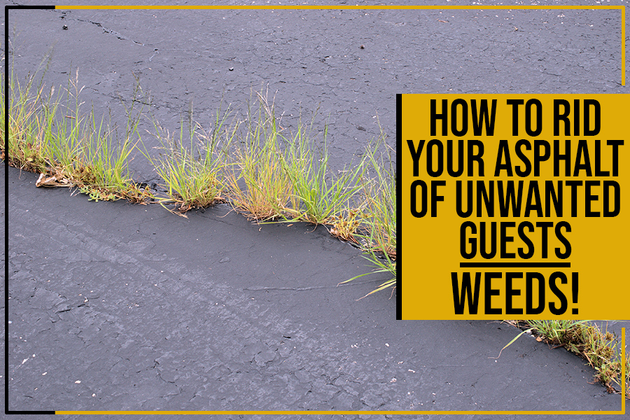How To Rid Your Asphalt Of Unwanted Guests: Weeds!